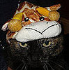 Giraffe Head . . . Check.