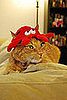 Ta-da! Lobster