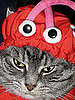 Tender Tentacles