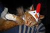 Rooster on the Roost