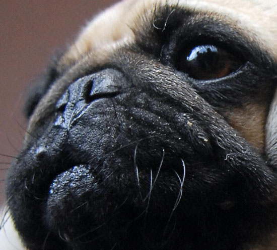Guess What Breed?