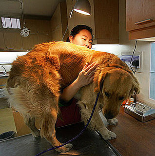 Top 10 Most Insured Dog Breeds