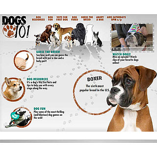 What Did We Learn About the Latest Breeds on Dogs 101?