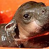 Meet Monifa: An Adoro One-Month-Old Pygmy Hippopotamus