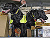 1. Labrador Retriever