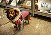 7. Chihuahua