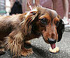 Dachshund  