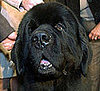Newfoundland
