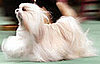 8. Maltese