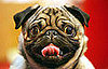 9. Pug