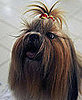 4. Shih Tzu