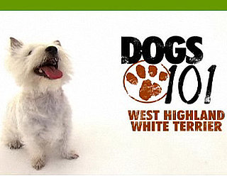Do You Remember the Latest Pups From Dogs 101?