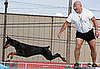 Doberman Pinscher