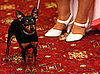 Miniature Pinscher