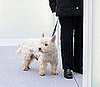 West Highland White Terrier
