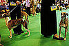 Whippet