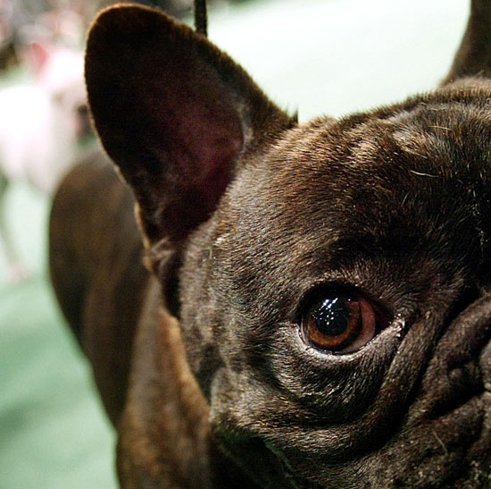 Guess What Breed?
