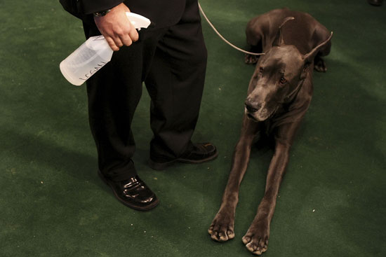 Guess What Breed?