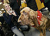 Bloodhound