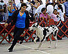 Great Dane