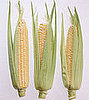 7. Corn Cobs