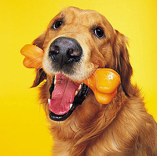 Eeks, It's the Top 10 Things Dogs Eat (Other Than Food)!