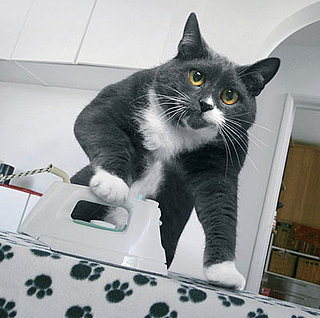 Mrs. Moggs Does All the Chores You Don't Want To . . .