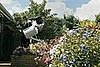 What a Lovely Garden