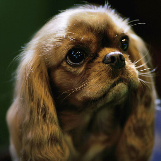 Guess What Breed?