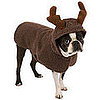 It's a Reindeer?! Nope, a Rein-Dog!