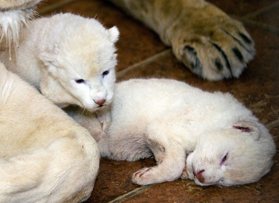 Guess What Animal?