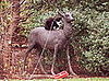 Which Animal Is Real?