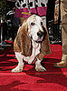 Gracie the Dog