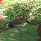 alikat07's picture