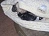 Wellie under the cover of his daddy's old sweater.
