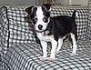 Pipin: 8 weeks old, 2.5 pounds.
