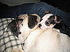 Pug, the perfect headrest. 