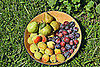 08/17: Neighborhood Fruit Xchange. Plum jam has bought me the right to harvest from 2 neighbors' trees