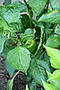 08/16: Green bell peppers are coming to maturity