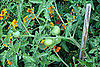 Fresh green tomatoes. Our plants are truly loaded.