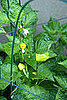 Yellow bells are beginning to grow