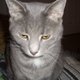 rowlkitty's picture