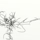 ElenaEv's picture