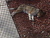asleep in the mulch after running around
