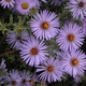 AmyShi's picture