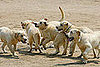Cloning For Crime