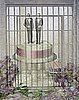 Jailed Lovebirds 