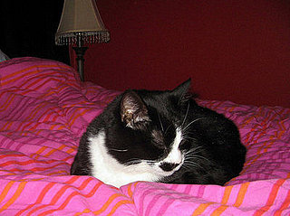 Figaro