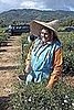 Working in the field