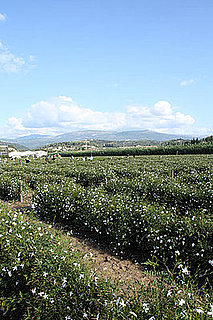 Tour of Beauty: Chanel's Jasmine Fields in Grasse, France